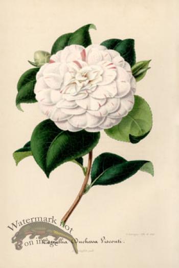 Camellias